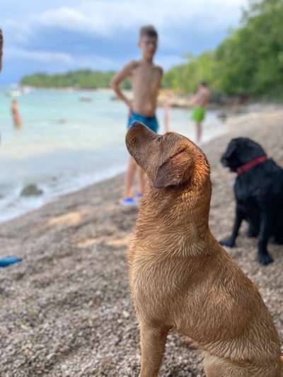 Labradorfans-Beitrag-Bild