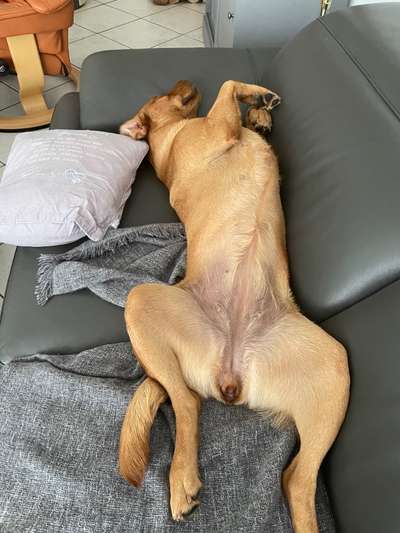 Labradorfans-Beitrag-Bild