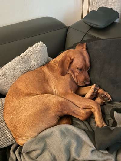 Labradorfans-Beitrag-Bild