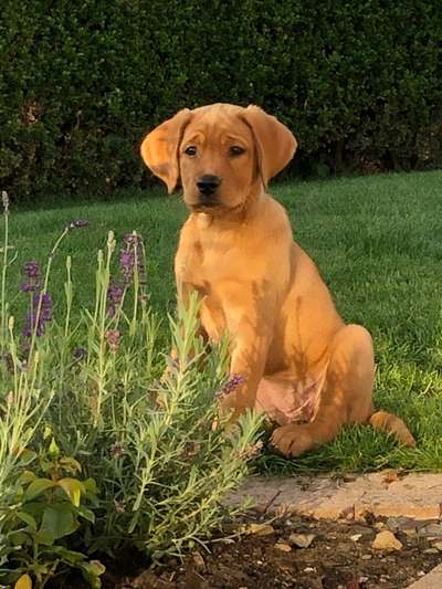 Welpen Bilder !-Beitrag-Bild