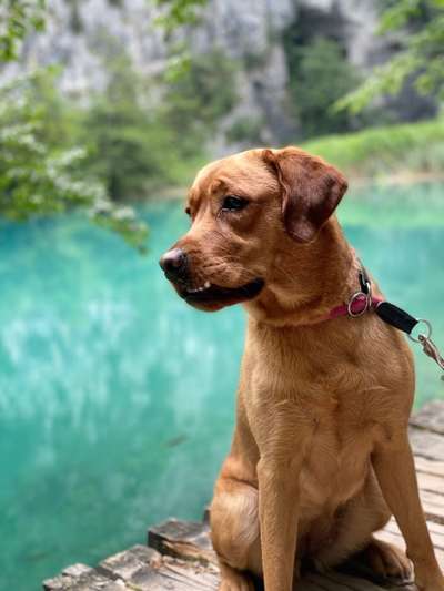 Labradorfans-Beitrag-Bild