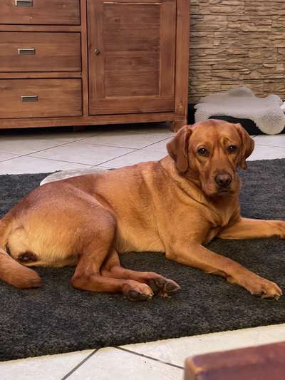 Labradorfans-Beitrag-Bild