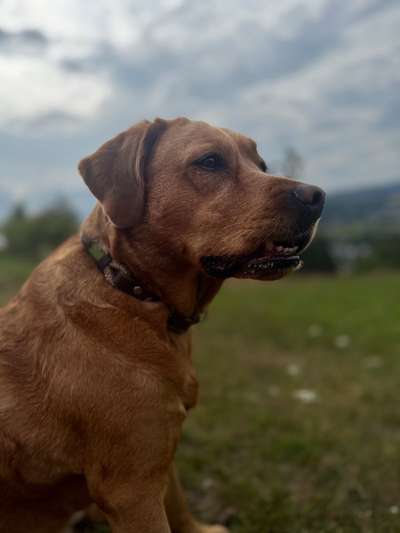 Labradorfans-Beitrag-Bild