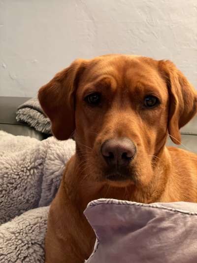 Welpen Bilder !-Beitrag-Bild