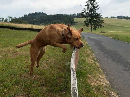 Labradorfans-Beitrag-Bild