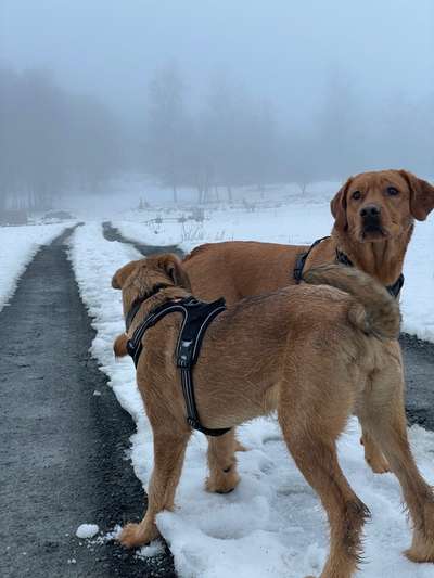 Labradorfans-Beitrag-Bild