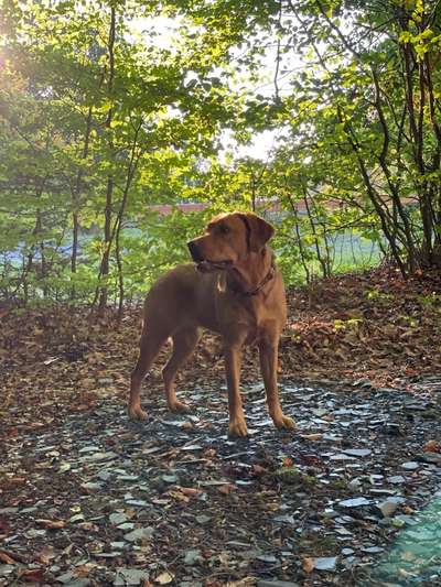 Labradorfans-Beitrag-Bild