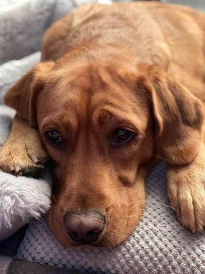 Labradorfans-Beitrag-Bild