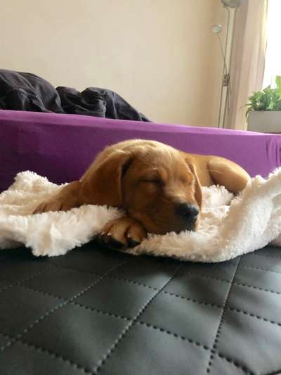 Welpen Bilder !-Beitrag-Bild