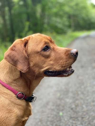 Labradorfans-Beitrag-Bild