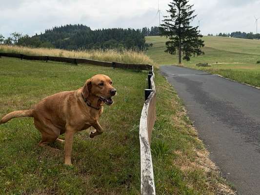 Labradorfans-Beitrag-Bild