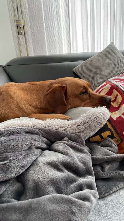 Welpen Bilder !-Beitrag-Bild