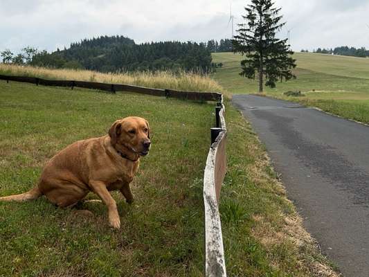 Labradorfans-Beitrag-Bild