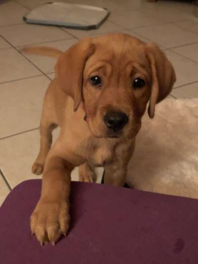 Welpen Bilder !-Beitrag-Bild