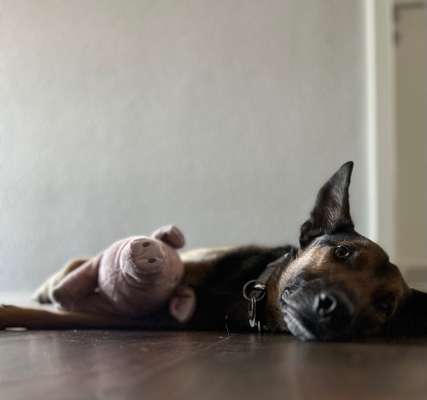 Handy Foto Challange Nr. 46  Happy Dog-Beitrag-Bild