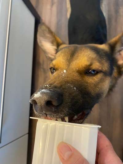 Die kleinen Futtersünden....-Beitrag-Bild