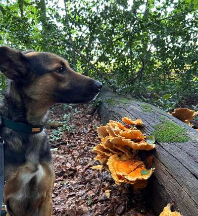 Dogorama Photo Challenge - Pilze-Beitrag-Bild