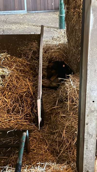 20. Farben Fotochallenge: Gold / Goldgelb / Stohgelb-Beitrag-Bild