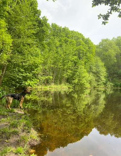 Dogorama Photo Challenge - Märchenwald-Beitrag-Bild