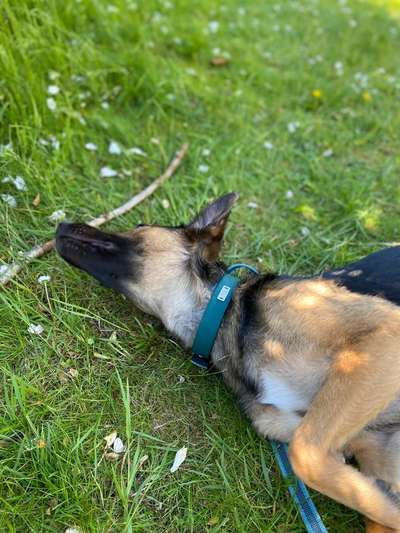 Dogorama Photo Challenge - Wälzen-Beitrag-Bild