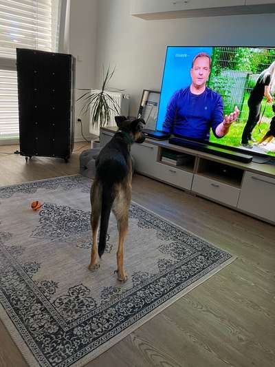 Dogorama Photo Challenge - Wir schauen fern (TV)-Beitrag-Bild