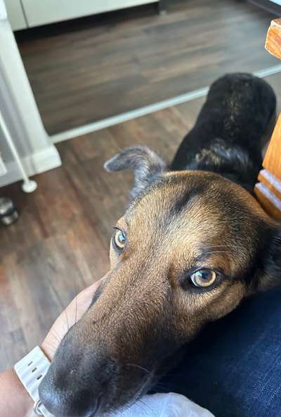 Dogorama Photo Challenge - Liebesbeweis-Beitrag-Bild