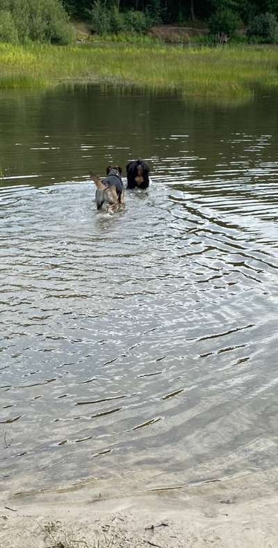 Hundeschwimmen-Beitrag-Bild