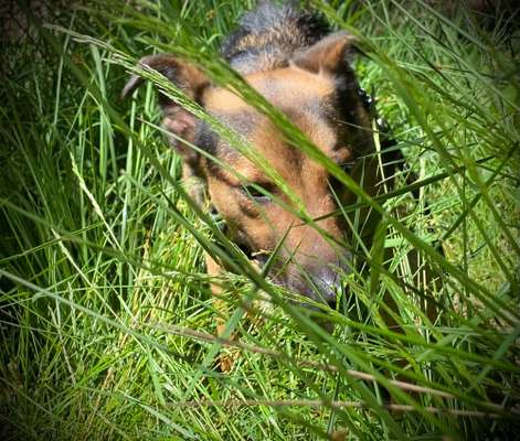 5. Hund im hohen Gras-Beitrag-Bild