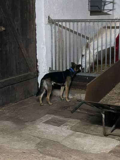 98.Fotochallange  - Hunde zeigen Zuneigung-Beitrag-Bild