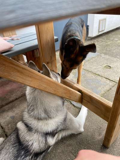 3. Fotochallenge Collagen - Hundefreunde-Beitrag-Bild