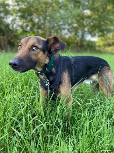 Dogorama Foto Challenge - Bestes gestelltes Bild-Beitrag-Bild