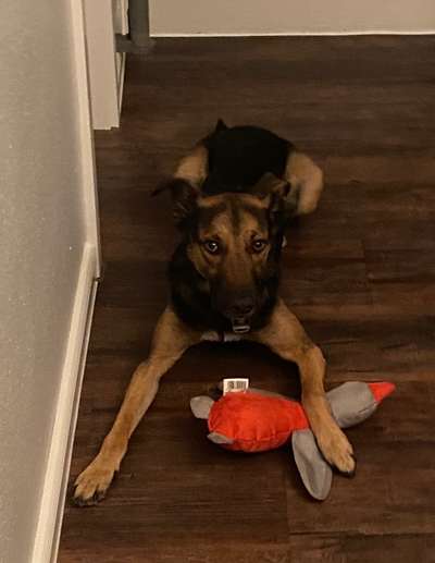 Schäferhund-Beitrag-Bild