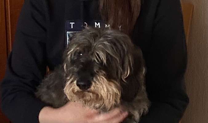 Dackelchen-Beitrag-Bild