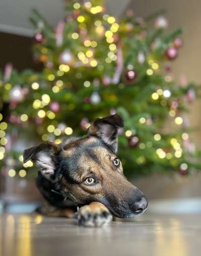 Dogorama Photo Challenge - Portrait-Beitrag-Bild