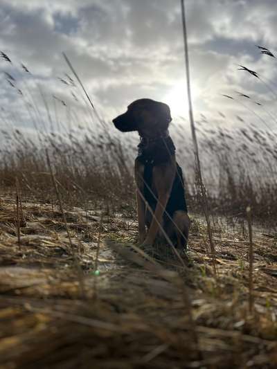 Hundebilder-Beitrag-Bild