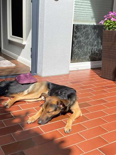 Auslandstierschutz-Beitrag-Bild