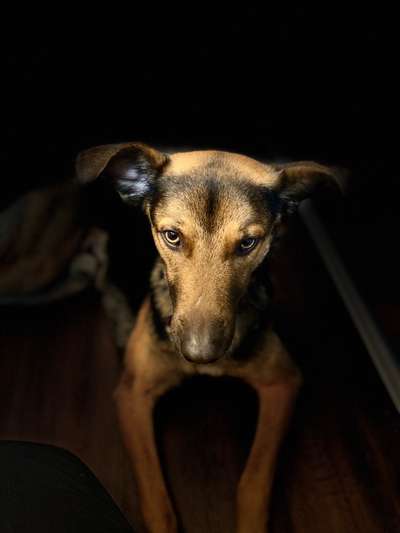 grumpy dog 😅-Beitrag-Bild