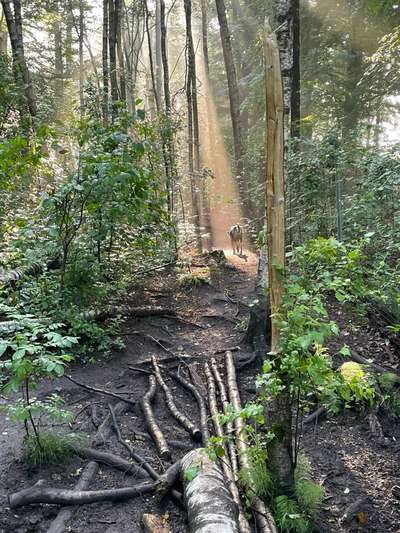 Dogorama Photo Challenge - Zufallsfund beim Gassi-Beitrag-Bild