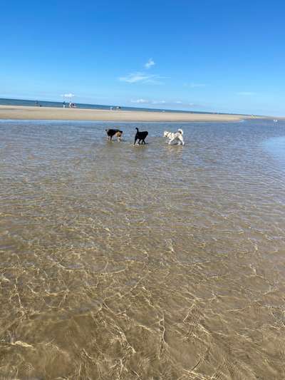 3. Fotochallenge Collagen - Hundefreunde-Beitrag-Bild