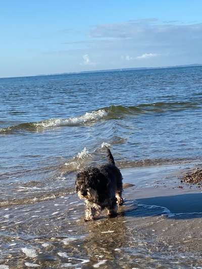 156. Fotochallenge *** DEIN HUND UND DIE WUNDERSCHÖNEN WOLKEN ***-Beitrag-Bild