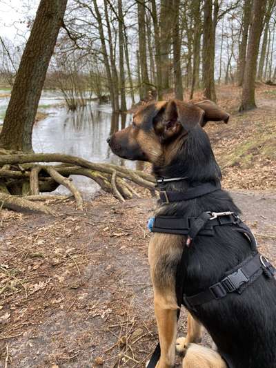 Dogorama Photo Challenge- Wurzeln-Beitrag-Bild