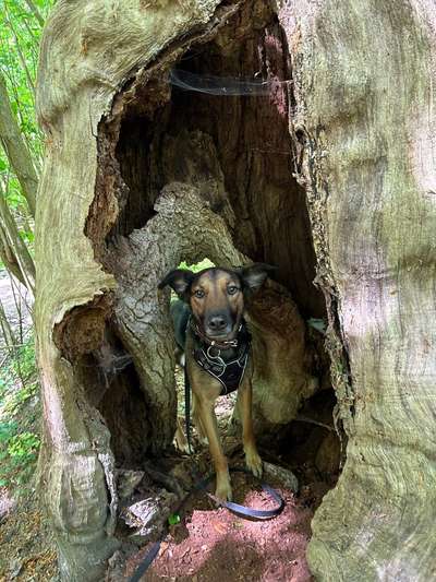 Dogorama Photo Challenge - Durchblick-Beitrag-Bild