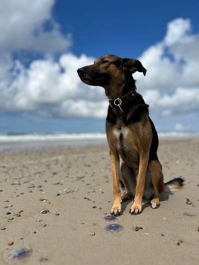 156. Fotochallenge *** DEIN HUND UND DIE WUNDERSCHÖNEN WOLKEN ***-Beitrag-Bild