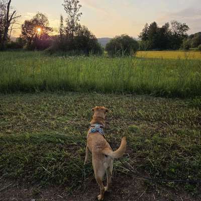 Hundetreffen-Fellfreunde mit Kleinkind-Bild