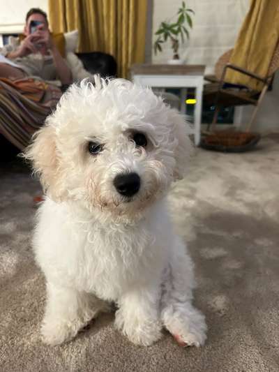 Bichon Friese-Beitrag-Bild