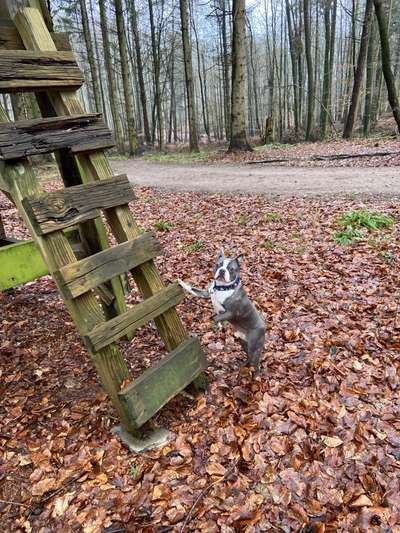 Boston Terrier Liebhaber❤️-Beitrag-Bild