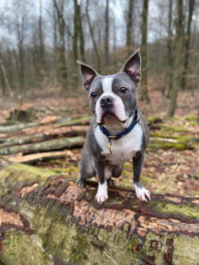 Wo sind hier die Boston Terrier?-Beitrag-Bild