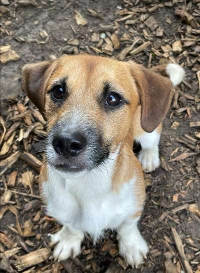 Die Dogorama Kalender Challenge Titelbild-Beitrag-Bild