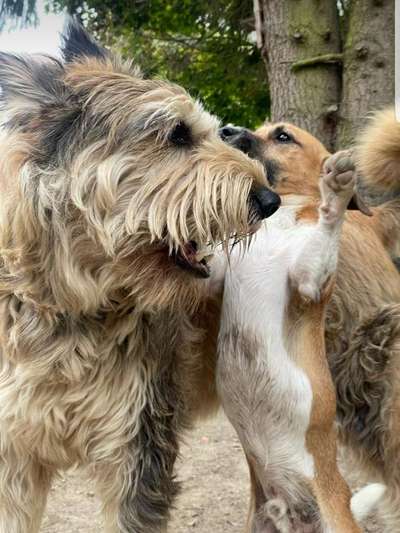 Dogorama Photo Challenge - Gegensätze-Beitrag-Bild