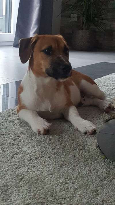 Beagle mischlinge!!-Beitrag-Bild